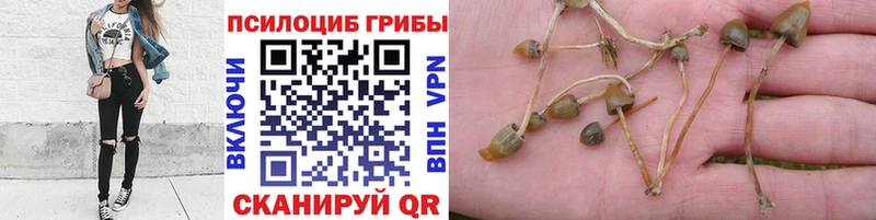 Галлюциногенные грибы Psilocybe  где можно купить наркотик  Заволжск 